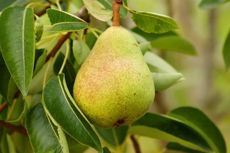 frutos